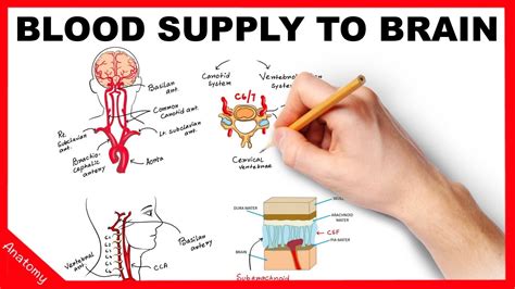 Blood Supply Of Brain Neuroanatomy Part 1 Youtube