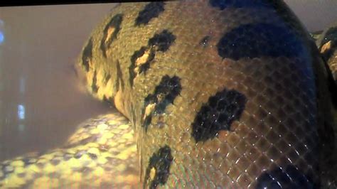 Anaconda Devours Its Prey Youtube