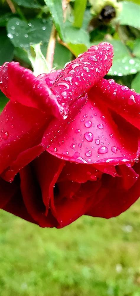 Raining Roses Nature Flower Rain Pink Rain Drops Rose Floral