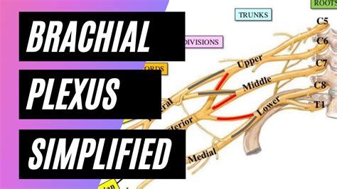 Brachial Plexus Anatomy Mnemonics Easy Youtube
