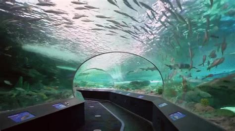 Ripleys Aquarium Of Canada Rtoronto