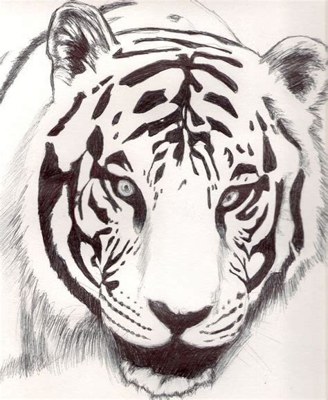 Dibujos De Tigres Hechos A L Piz Entra Para Admirarlos