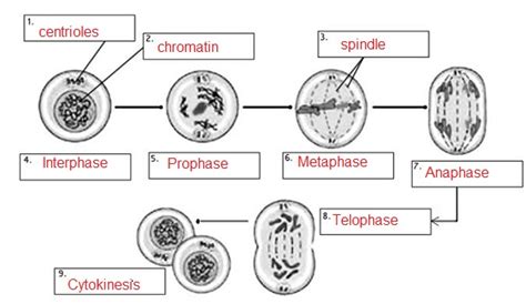 You might also be interested in. Www.biologycorner.com Mitosis Coloring Worksheet Answer Key + My PDF Collection 2021