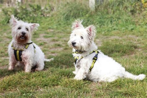 Rescue Dog West Highland White Terrier Piccalilly Dogs Trust