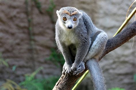 Crowned Lemurs Meet Them At Zoo Leipzig