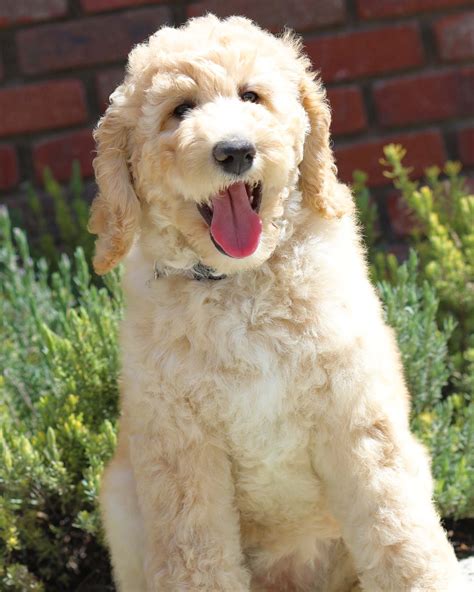 Adult Dogs Offered For Sale Country Labradoodles