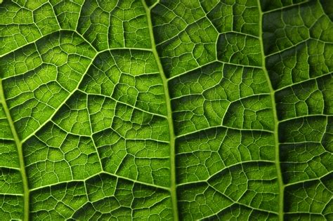Texture Closeup Foliage Green Nature Wallpapers Hd Desktop And