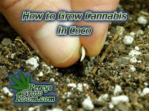 How To Grow Cannabis In Coco Percys Grow Room