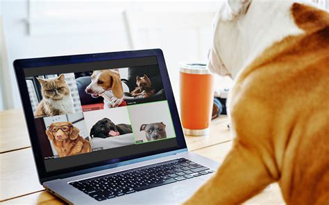 A Dogs Guide To Managing Zoom Meetings Like A Champ Lifelearn Inc