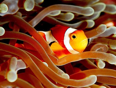 Saving Nemo And The Other Creatures Of The Ocean Shareamerica