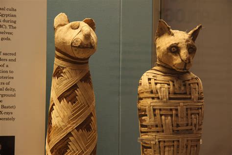 Por Que Os Gatos Eram Sagrados Para Os Eg Pcios Egypt Mummy Ancient