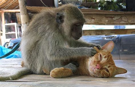 18 More Unlikely Animal Friends Pleated Jeans