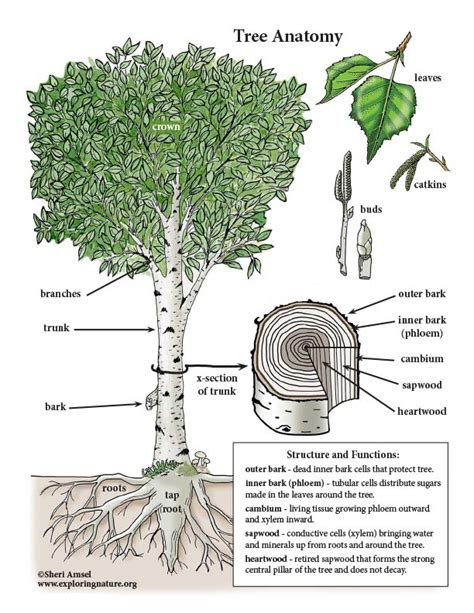 Tree Anatomy Mini Posters