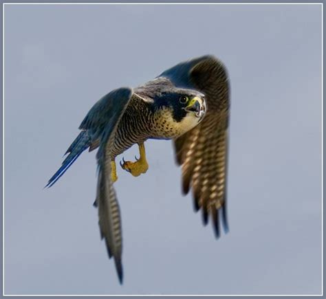 Peregrine Falcon In Flight Falco Peregrinus The Fastest Flying Bird