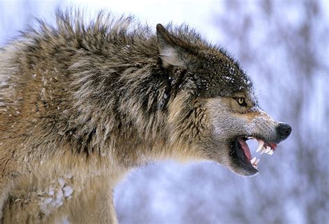 Wolf Side Snarl