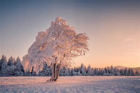 Winter Snow Trees Nature Mountains Hd Wallpaper