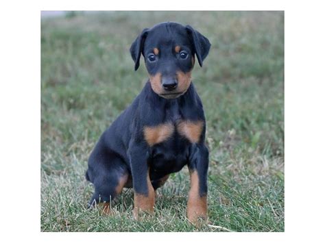 Doberman Pinscher Dog Female Black Rust 2836753 Petland Iowa City Iowa