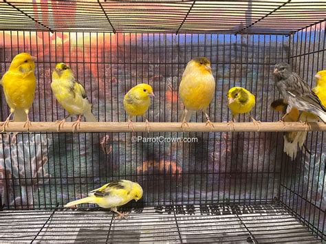 Variegated Canary Birds For Sale
