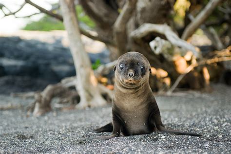 Baby Seal On The Beach In The Galapagos Entouriste