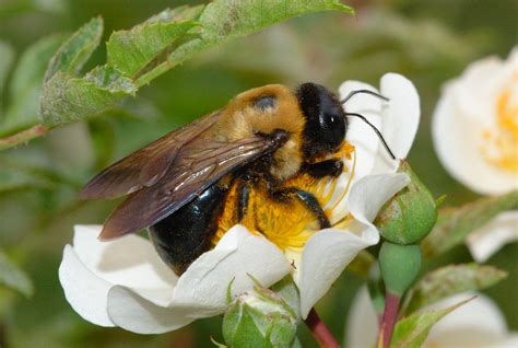 Bumble Bee Carpenter Bee Pictures