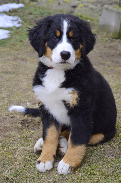 53 Best Bernese Mountain Dog Breeder Image Bleumoonproductions