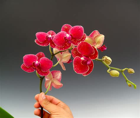 Red Orchid Flower Plant Dylan Veal