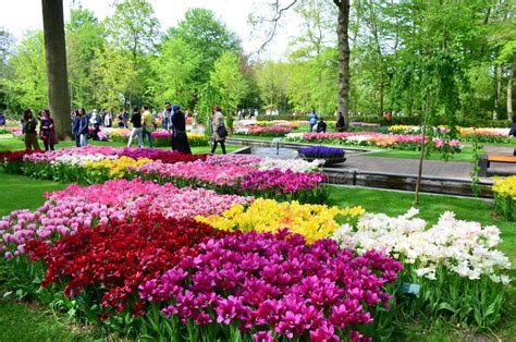 Keukenhof Garden Netherlands Colorful Flowers And Blossom In Dutch