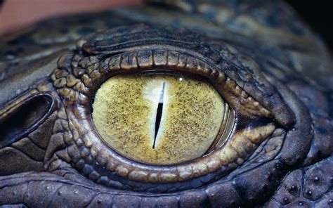 Close Up Photo Of A Crocodile Eye Hd Animals Wallpapers Crocodile