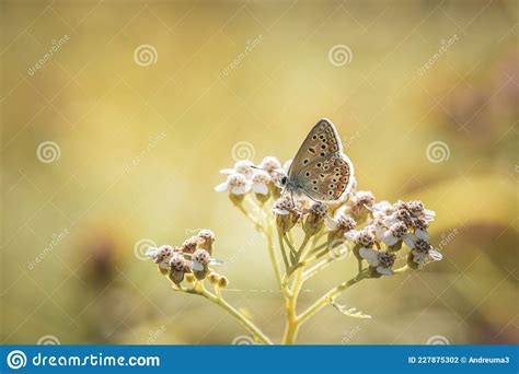 Common Blue Butterfly On Little White Flower Stock Photo Image Of