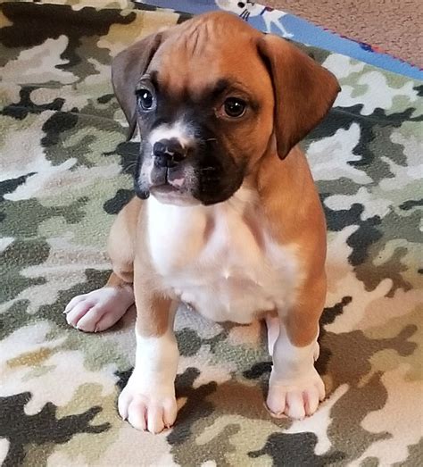 Top 10 Must Have Products For Your Adorable Boxer Puppy Buying Guide