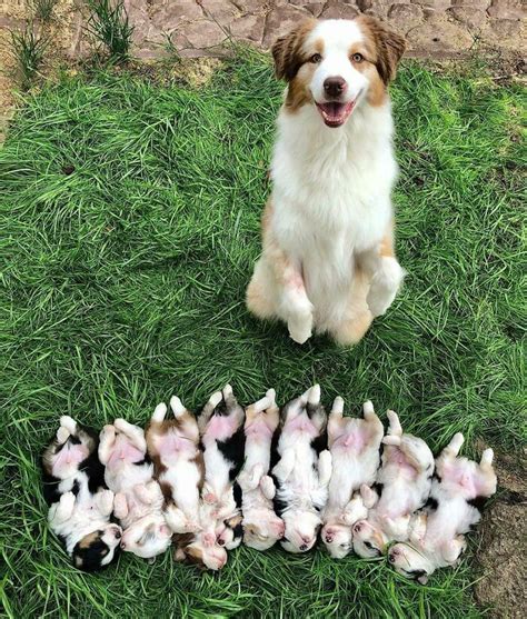 50 Proud Dog Mommies With Their Puppies New Pics Artofit