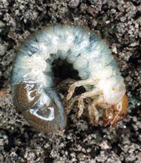 Japanese Beetle Control Grubs In Lawn