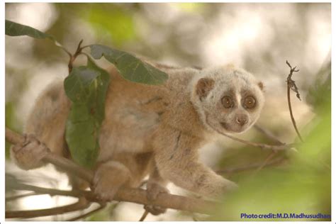 Bengal Slow Loris Kept In Captivity In Gongrot Aking Meghalaya In