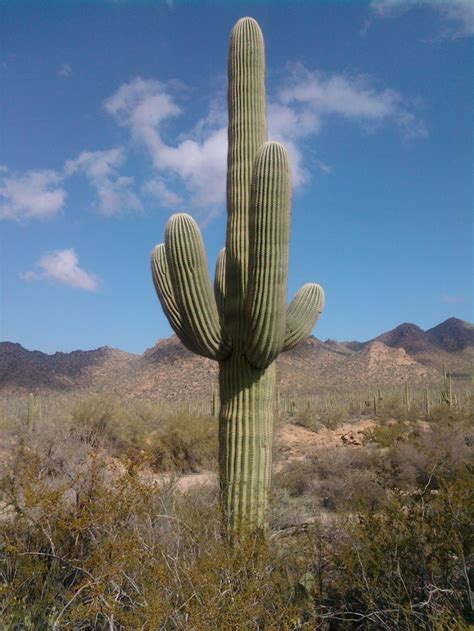 Arizona Plants Cactus Plants Favorite Places