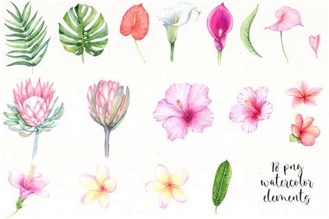 Watercolor Tropical Flowers Clipart Exotic Floral PNG By