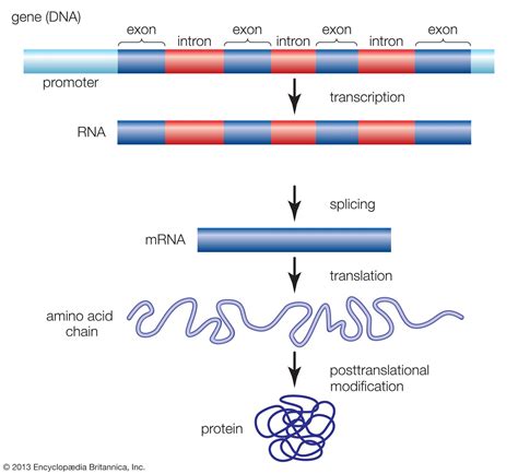 gene definition structure expression and facts britannica