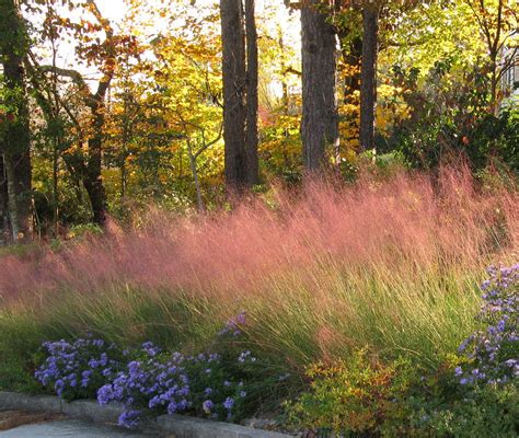 Pink Grasses 11 Ideas For Muhlenbergia In A Landscape