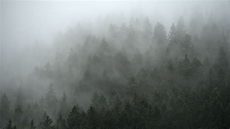 Download Wallpaper 3840x2160 Forest Trees Fog Cloud 4k Uhd 169 Hd