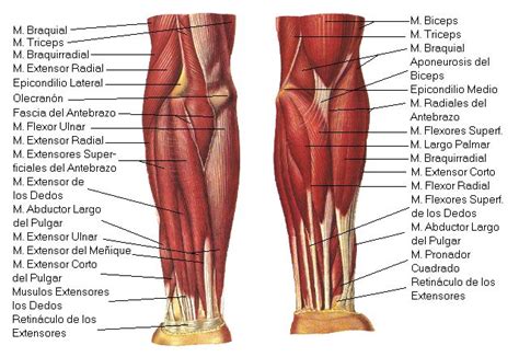 Topografia Muscular Del Miembro Inferior Músculos Del Antebrazo