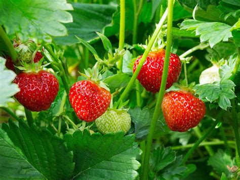 Strawberry Plant Care How To Plant Strawberries Gardening Know How