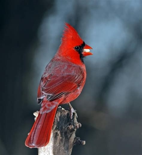 Photo By Vlastik Cardinal Birds Red Birds Colorful Birds Love Birds