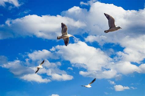 Photos Of Flying Birds Flying Freely Background Blue Sky And White