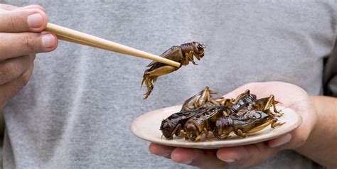 Put Down That Protein Shake Because Eating Crickets Is Good For Your Heart