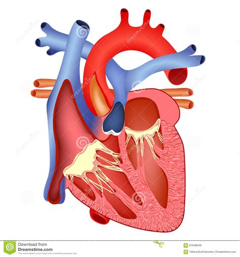 Medical Human Heart Stock Vector Illustration Of Diagram