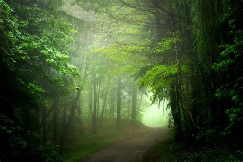 Path In Green Misty Forest Full Hd Wallpaper And