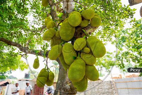 Image Of A Large Scale Of Jackfruits Hanging On The Tree Jackfruit Is