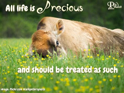 All Life Is Precious And Should Be Treated As Such ~ Animal Rights