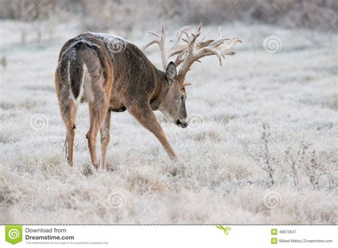 Huge Non Typical Whitetail Buck Starting To Make A Scrape