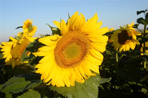 Brighten Your Day With The Amazing Sunflower Official North Dakota