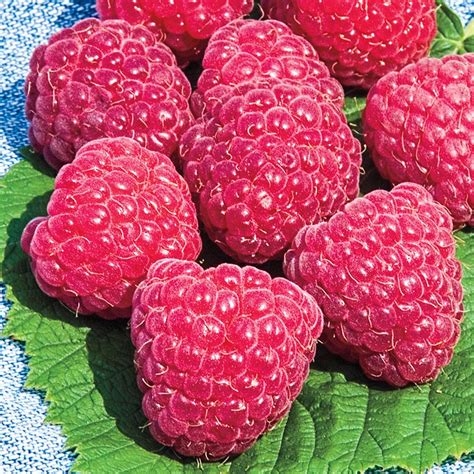 Sweet Repeat Red Raspberry Gurneys Seed And Nursery Co